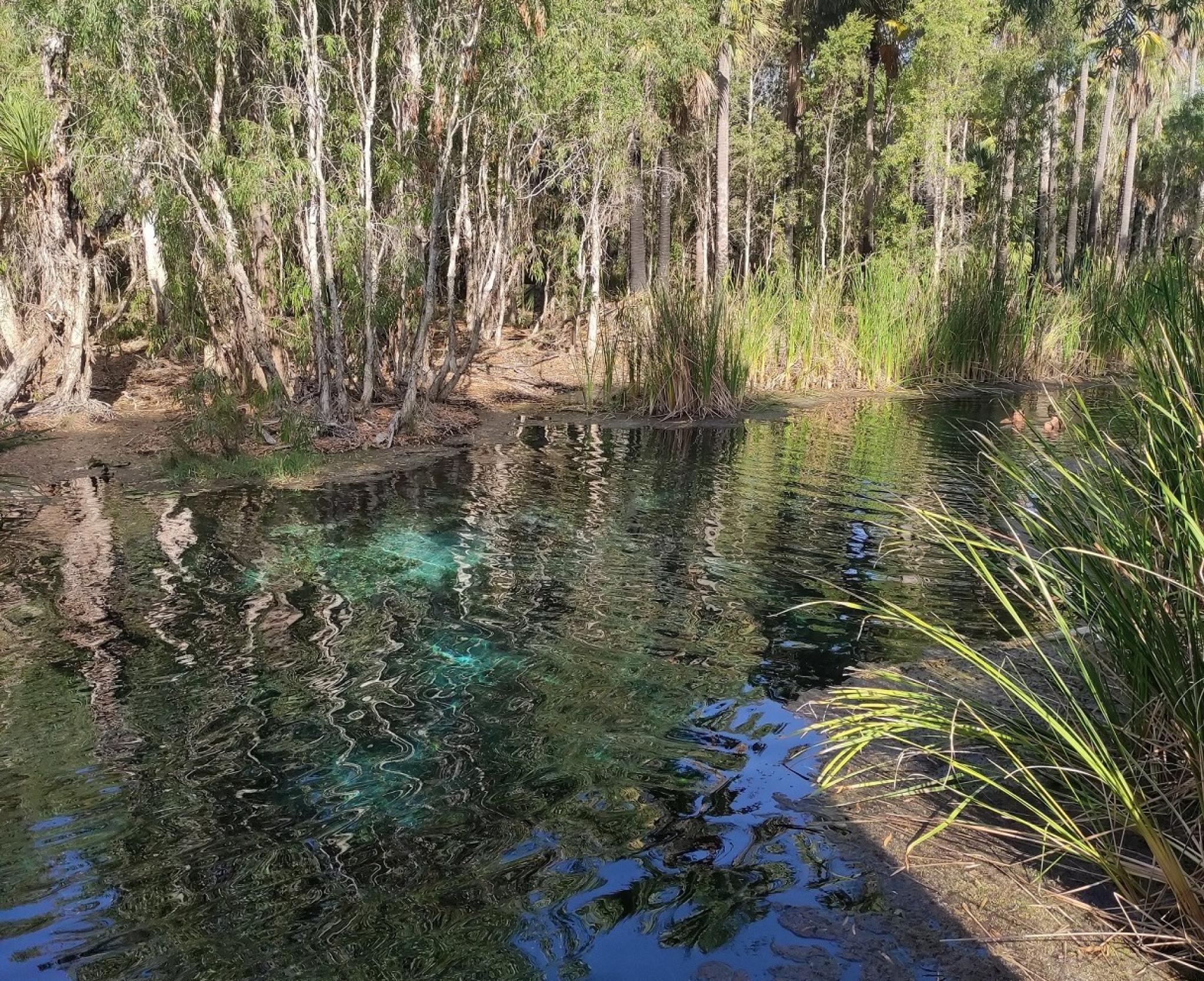 mataranka springs