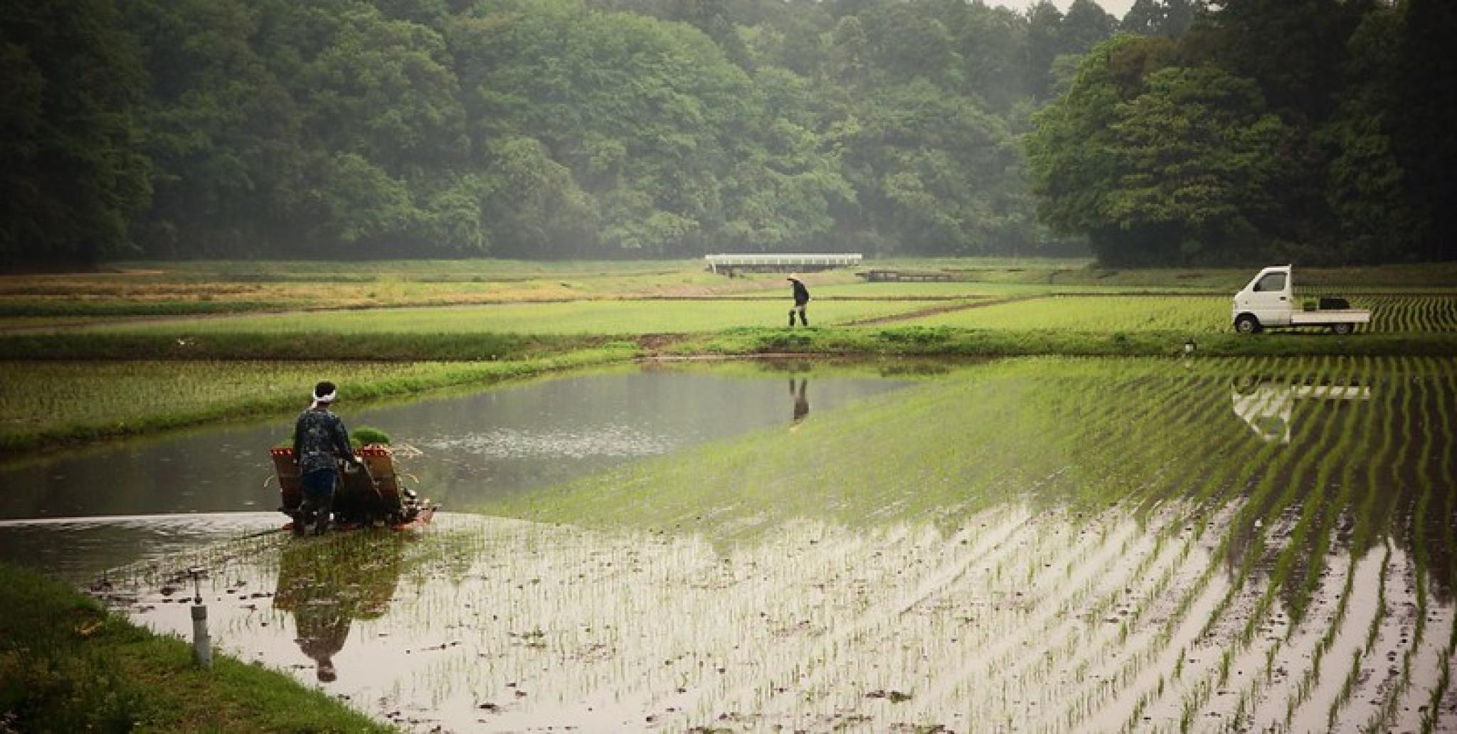 Agricultural field in JAPAN