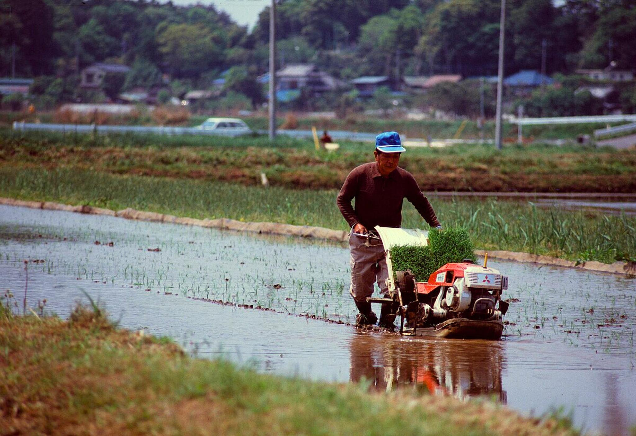 Japanese rice farmer