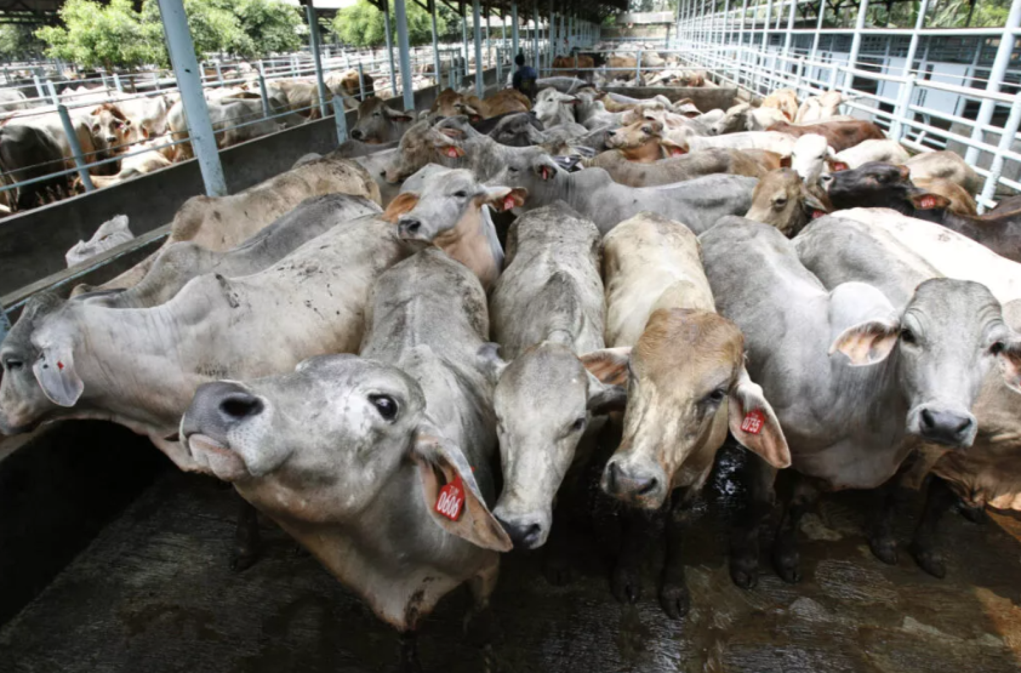 Culture meets contagion in Indonesia’s cattle country